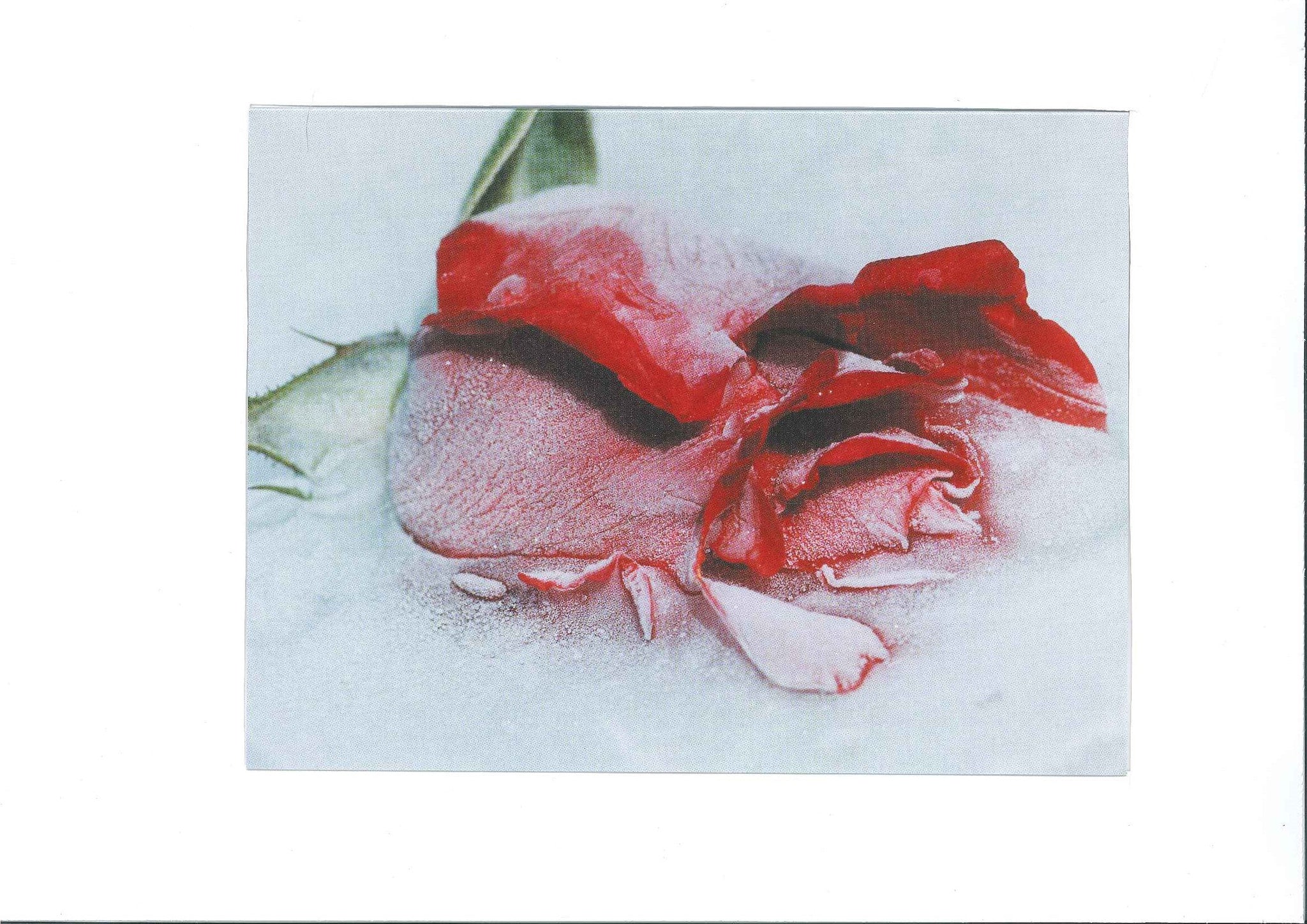 Greetings Card - Iced Flower - Rose