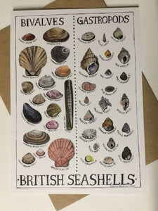 Individual Card 'British Seashells' by Lizzie Spikes